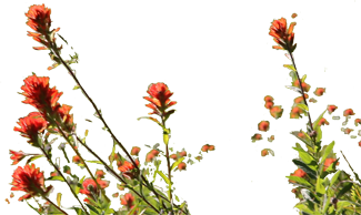 red wildflowers